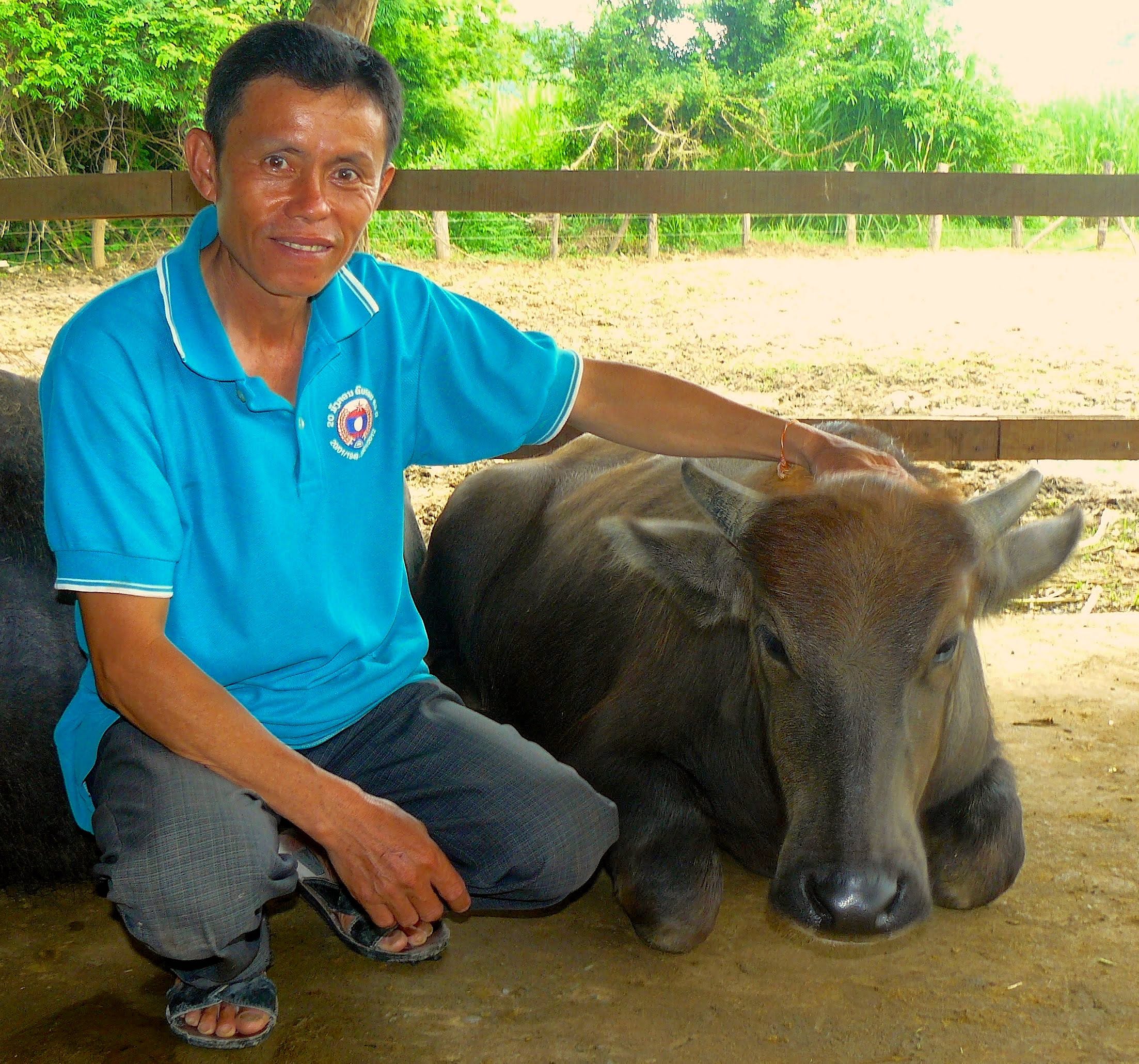 Somlith, the chief of Thinkeo Village, pictured with Sophia, the murrah-swamp buffalo.