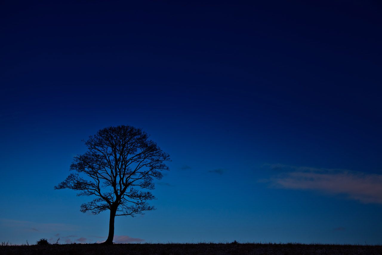 Shhhh, this tree might be sleeping!