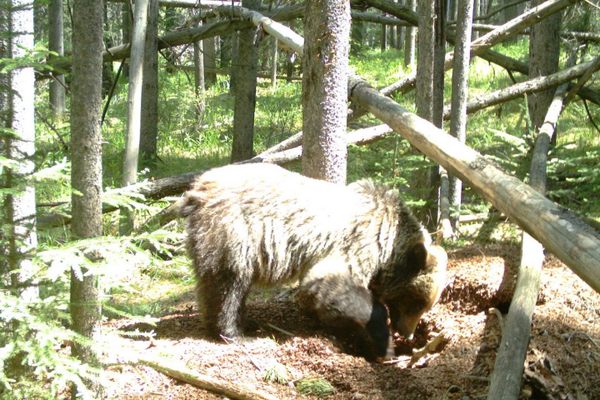 A grizzly bear was spotted by a remote camera digging through a red squirrel midden.