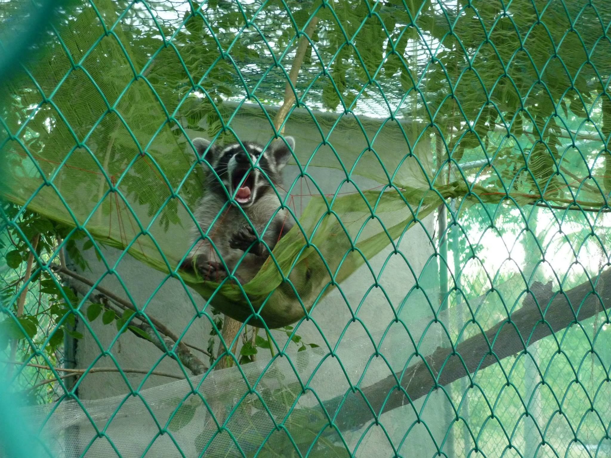 A raccoon gets used to the early stages of rehabilitation. (Photo: ARCAS)