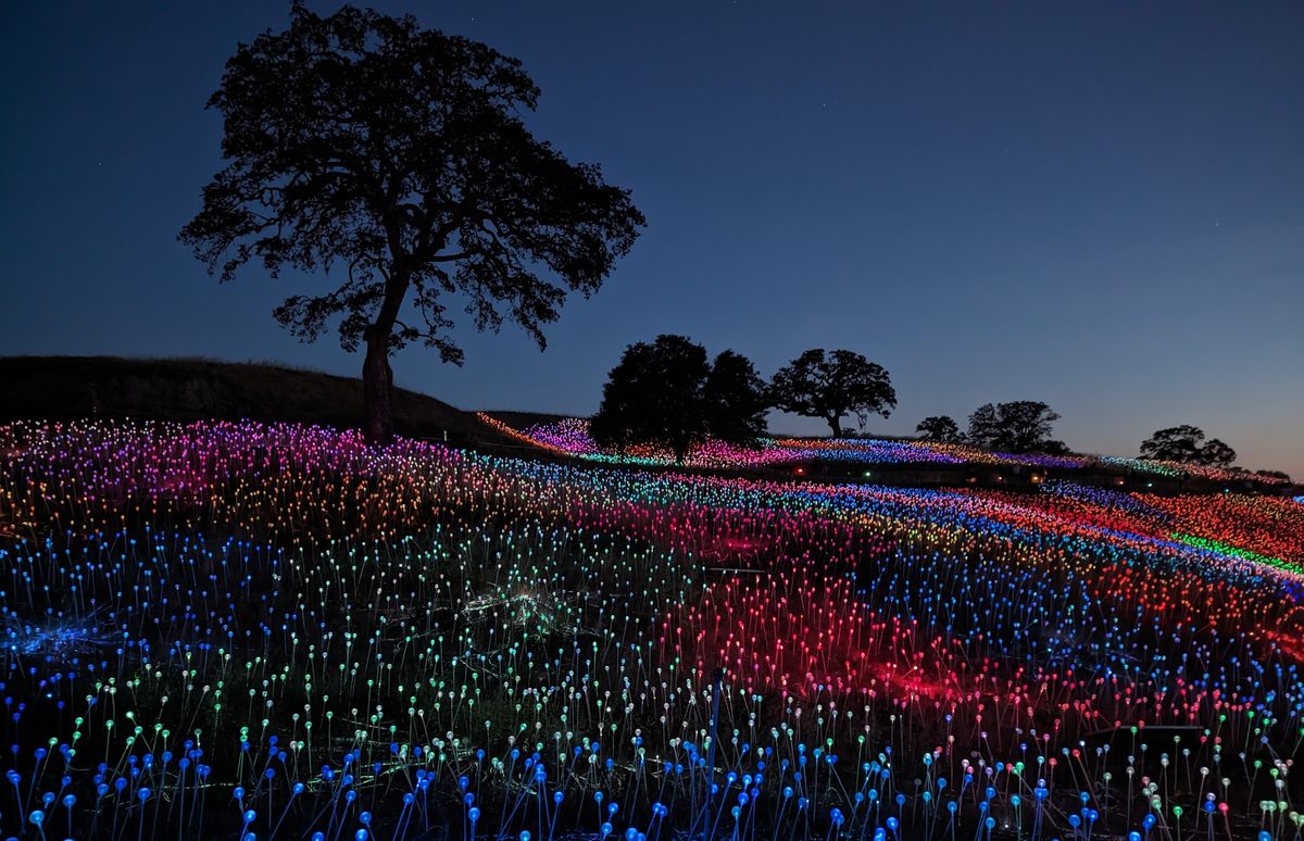 Lynne Friedmann's photograph of the <em>Light at Sensorio</em> outdoor exhibit by artist Bruce Munro in Paso Robles, California.