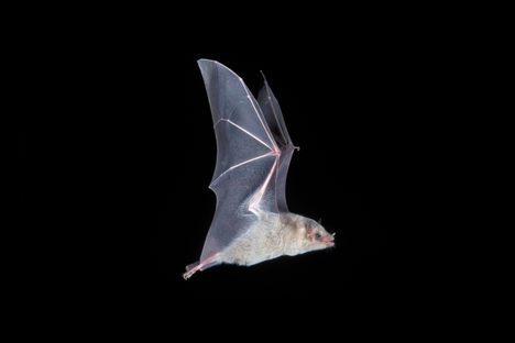The Mexican long-nosed bat, an elusive species, coevolved with agave, and faces an uncertain future as the number of plants declines.