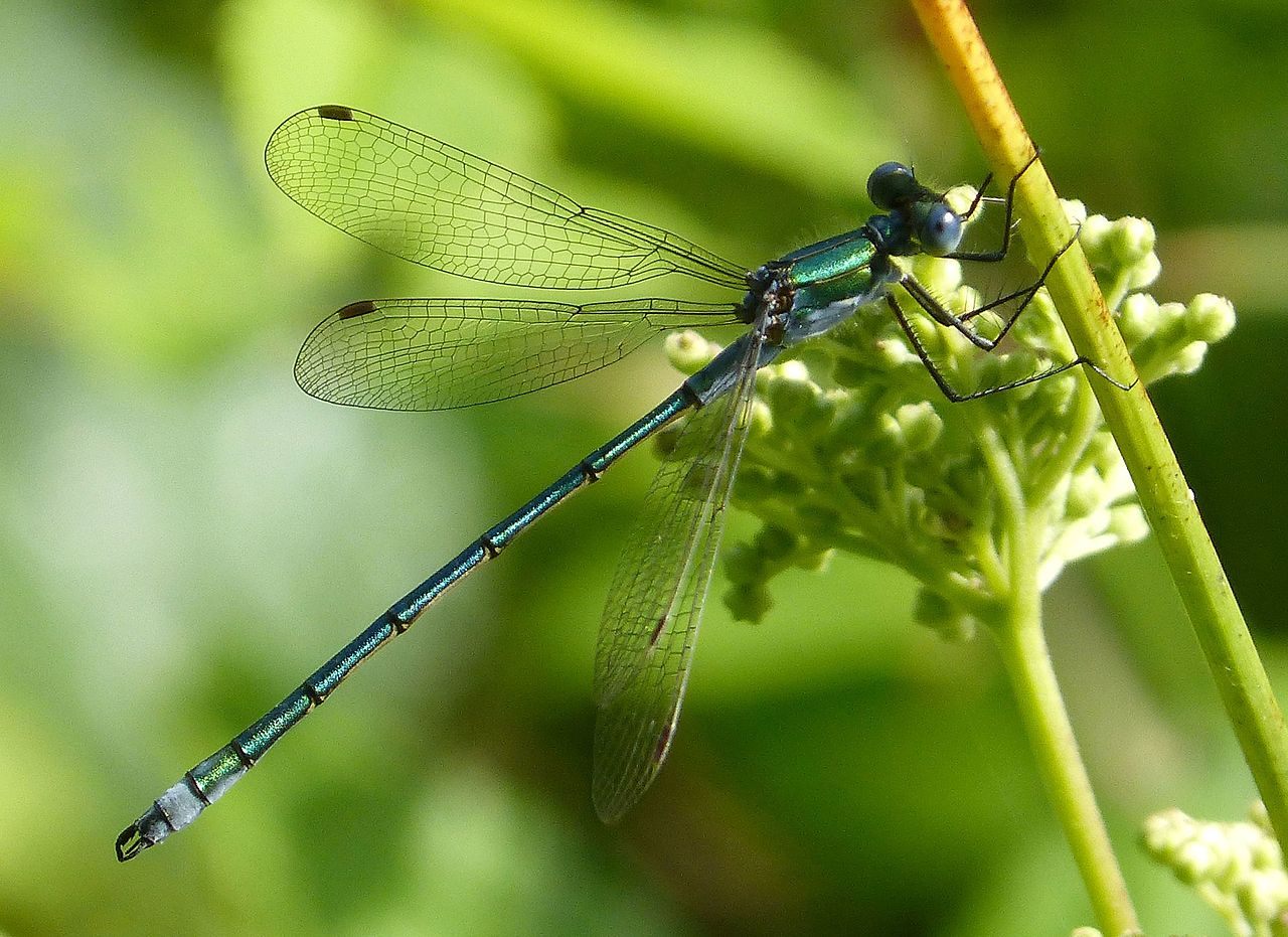 The common spreadwing, one of the dragonflies included in the study.