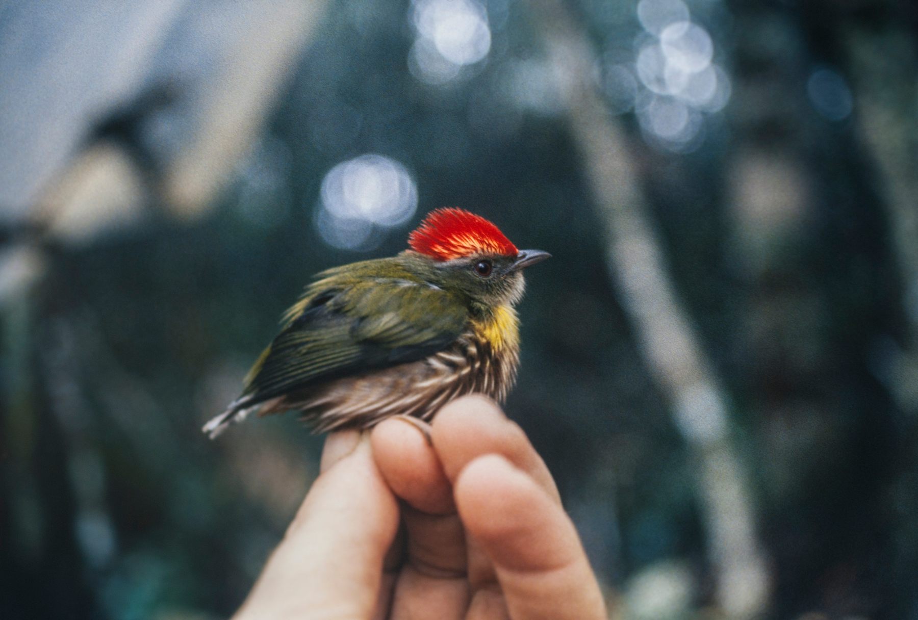 Machaeropterus eckelberryi