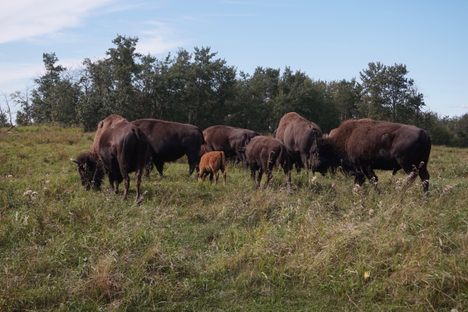 Bison group with young calf.