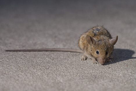 Rats didn’t take over the city by being foolhardy.