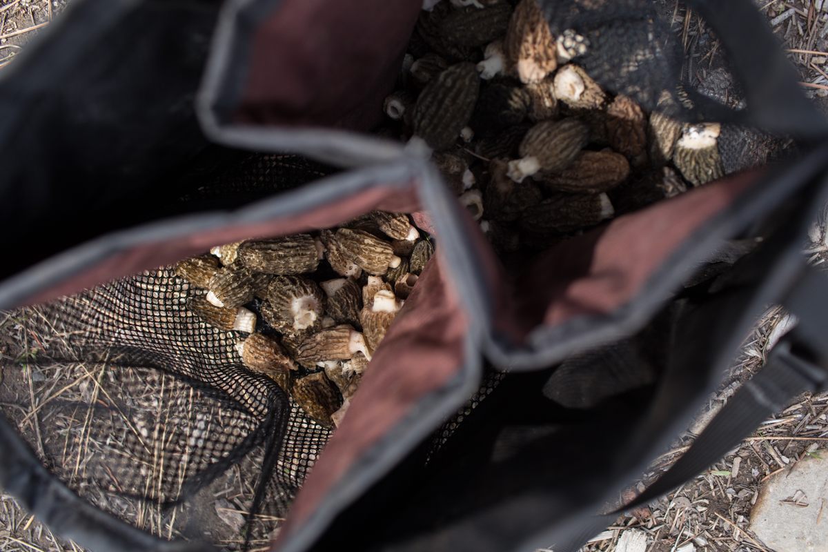 A bounty of mushrooms gathered in a mesh bag.