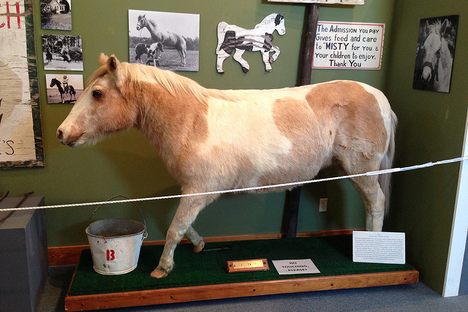 Misty's taxidermy body at the Museum of Chincoteague.