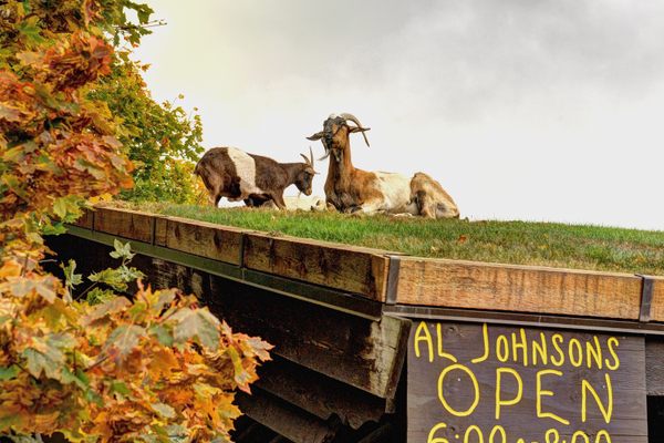 Goats with sign