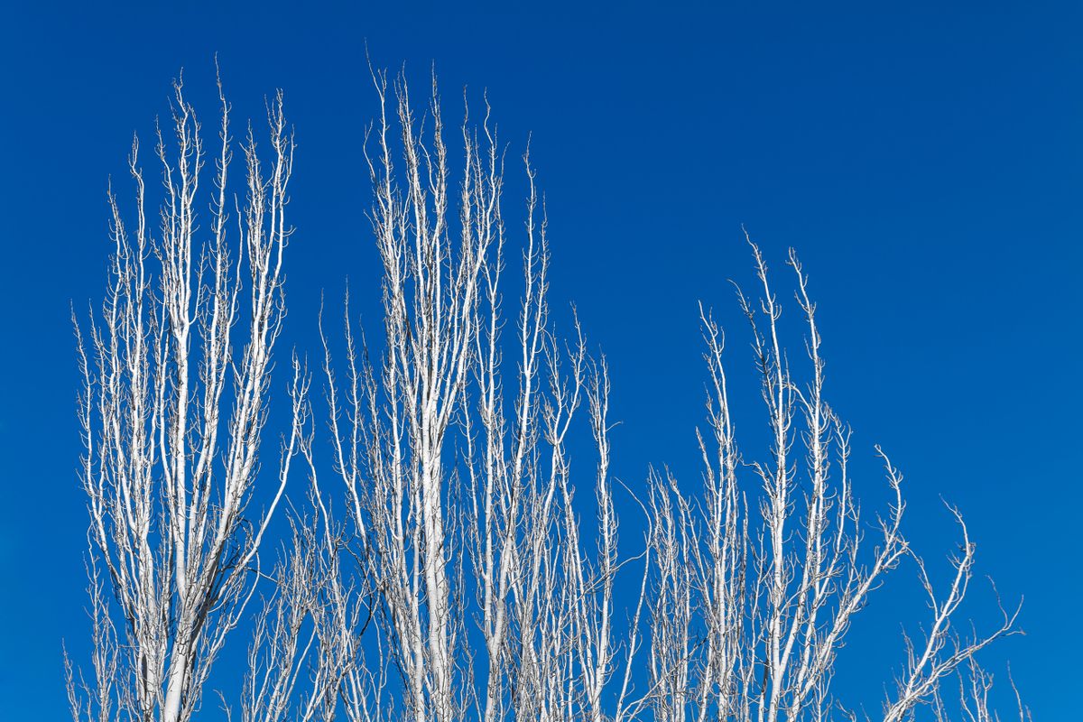Even from the ground, on a sunny day, leafless European poplars such as these in Spain, look a little skeletal.