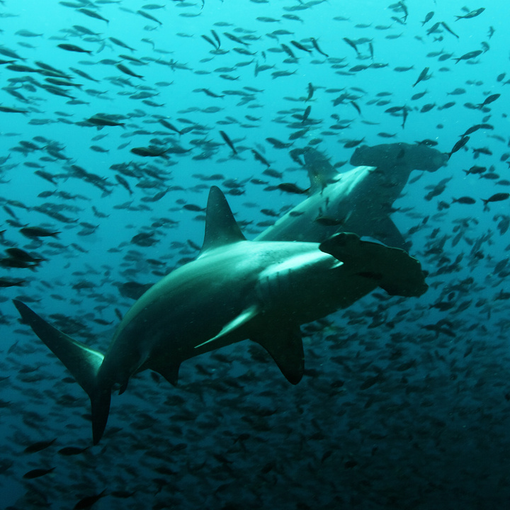 Tintoreras Hammerhead sharks.