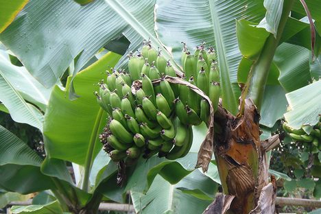 A Banana Grows in Iceland