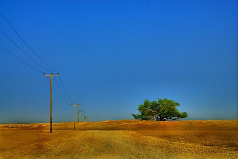 Desert leading to the Tree of Life.