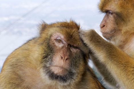 Monkeys, not apes! 