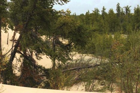 Athabasca Sand Dunes
