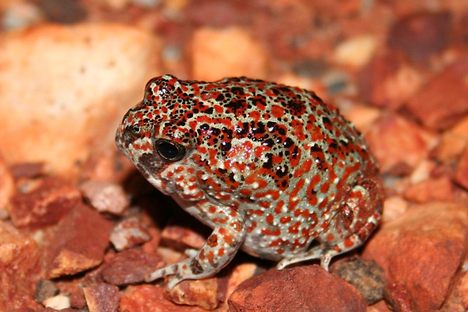 A Nicholls' toadlet, barely an inch long.