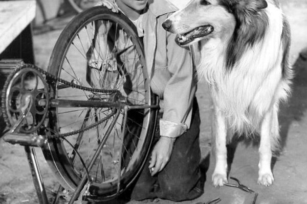 A 1956 photo of Lassie, prolific PATSY Award winner (Source: Wikimedia Commons/Public Domain)