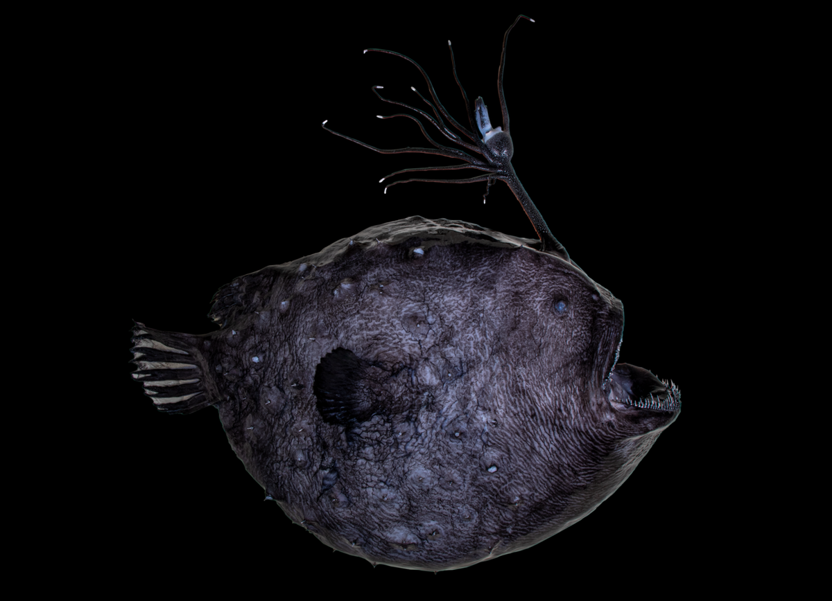 This Pacific footballfish, a type of rare anglerfish, has been preserved by scientists at the Natural History Museums of Los Angeles County.