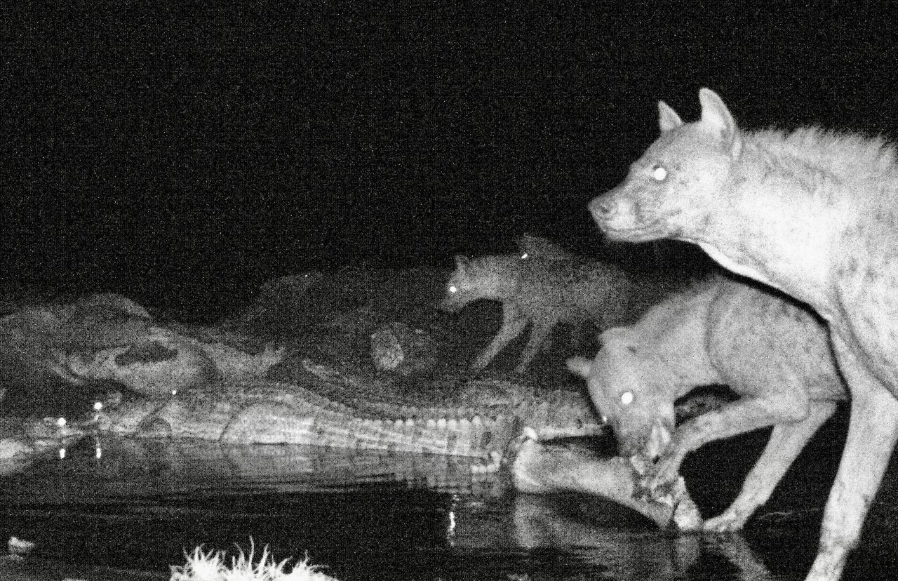 Hyenas and crocodiles dined on a waterside carcass together, caught via camera trap. 