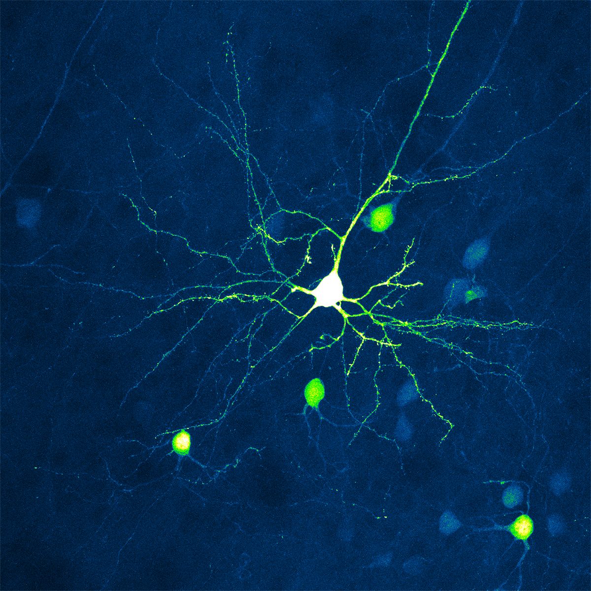 <em>Butterfly of the Soul</em>, Honorable Mention 2016. Myelinated axons in the mouse brain, based on electron microscopy data.