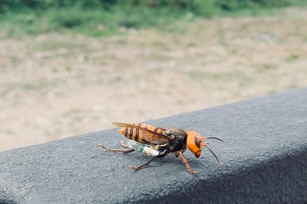 USDA and Washington State agriculture officials tagged this Asian giant hornet. Sept. 10, 2021.