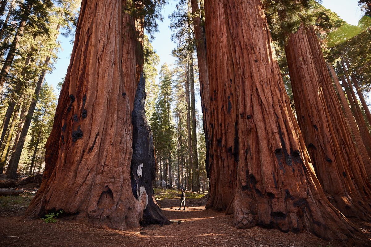 General Sherman may be the largest, but it’s not the only giant Sequoia in town.
