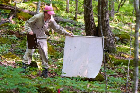 Researchers in the Northeast are tracking ticks with a linen cloth and a lint roller.