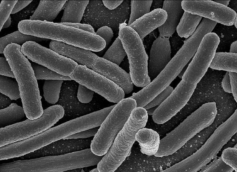 Escherichia coli, one of the many species of bacteria present in the human gut