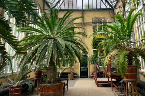 Beautiful palms in an equally beautiful building.