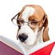 bookdog101 profile photo
