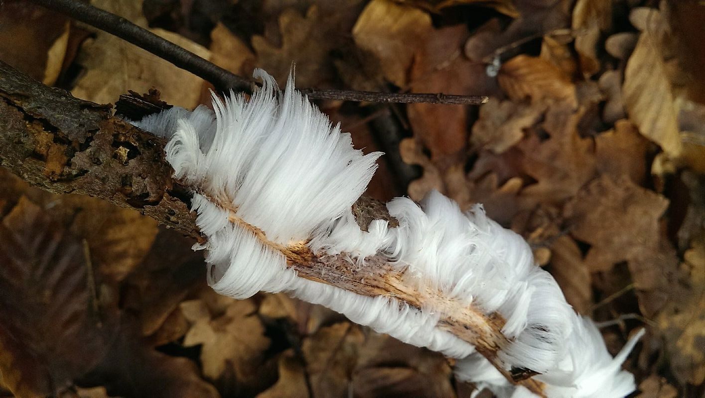 A Dutch branch shows off a hair ice wig.