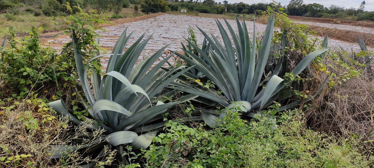 Agave grows abundantly a few hours from Bengaluru, a city where the snack is a commonly sold.