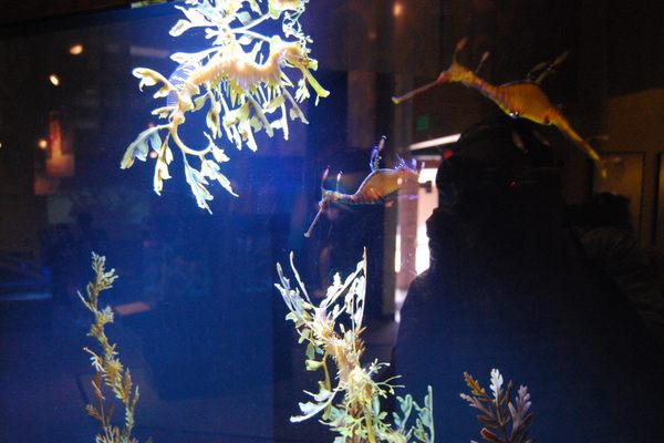 Seadragons in motion.