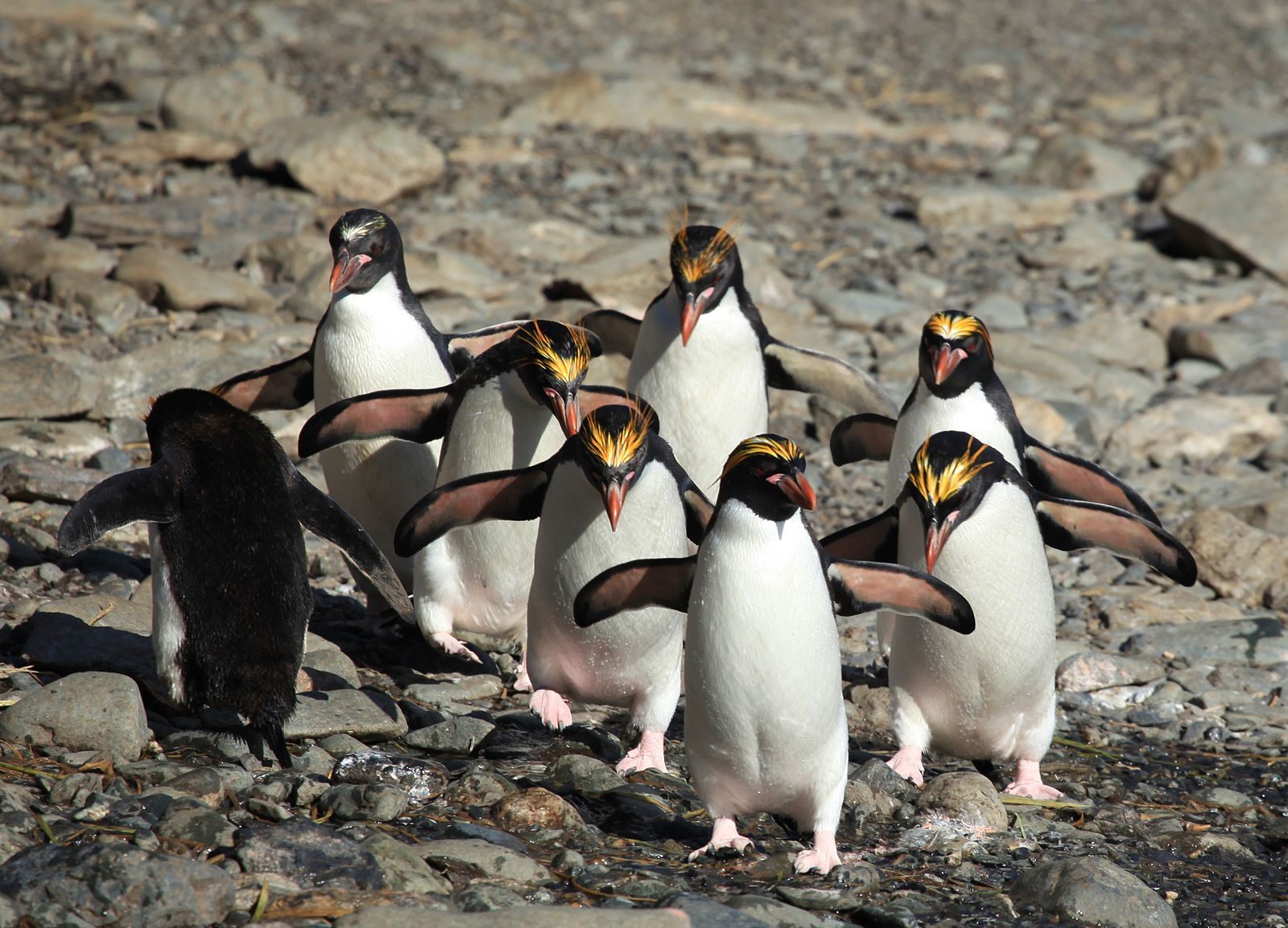 Macaroni penguins—the most excretory of all seabirds—strut their stuff.