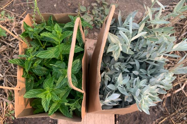 Harvested herbs, ready to be made into tea. 