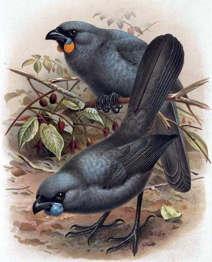 The North Island kokako, top, and a South Island kokako.