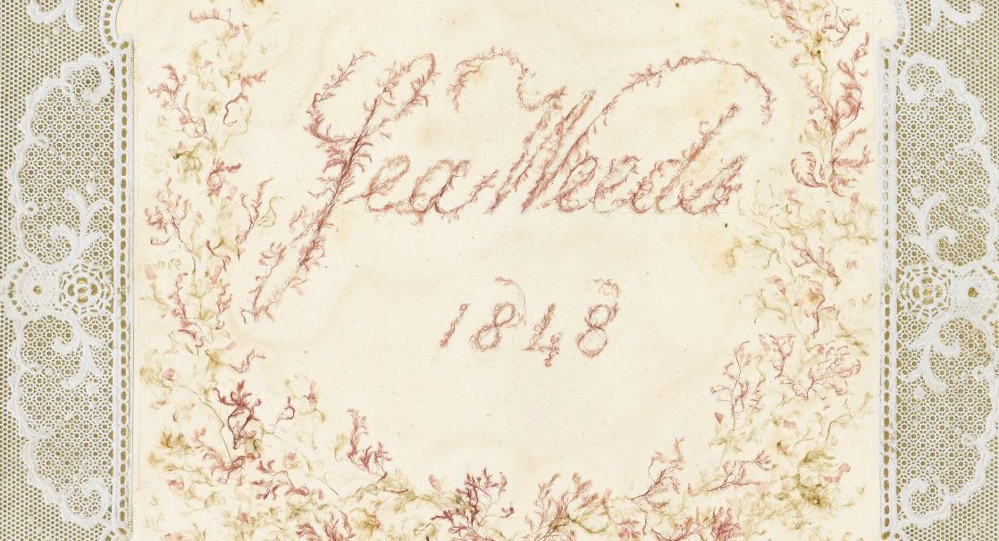 victorian seaweed scrapbook