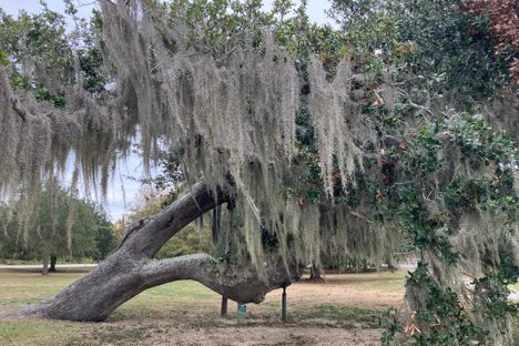 Old Lady of the Lake Oak