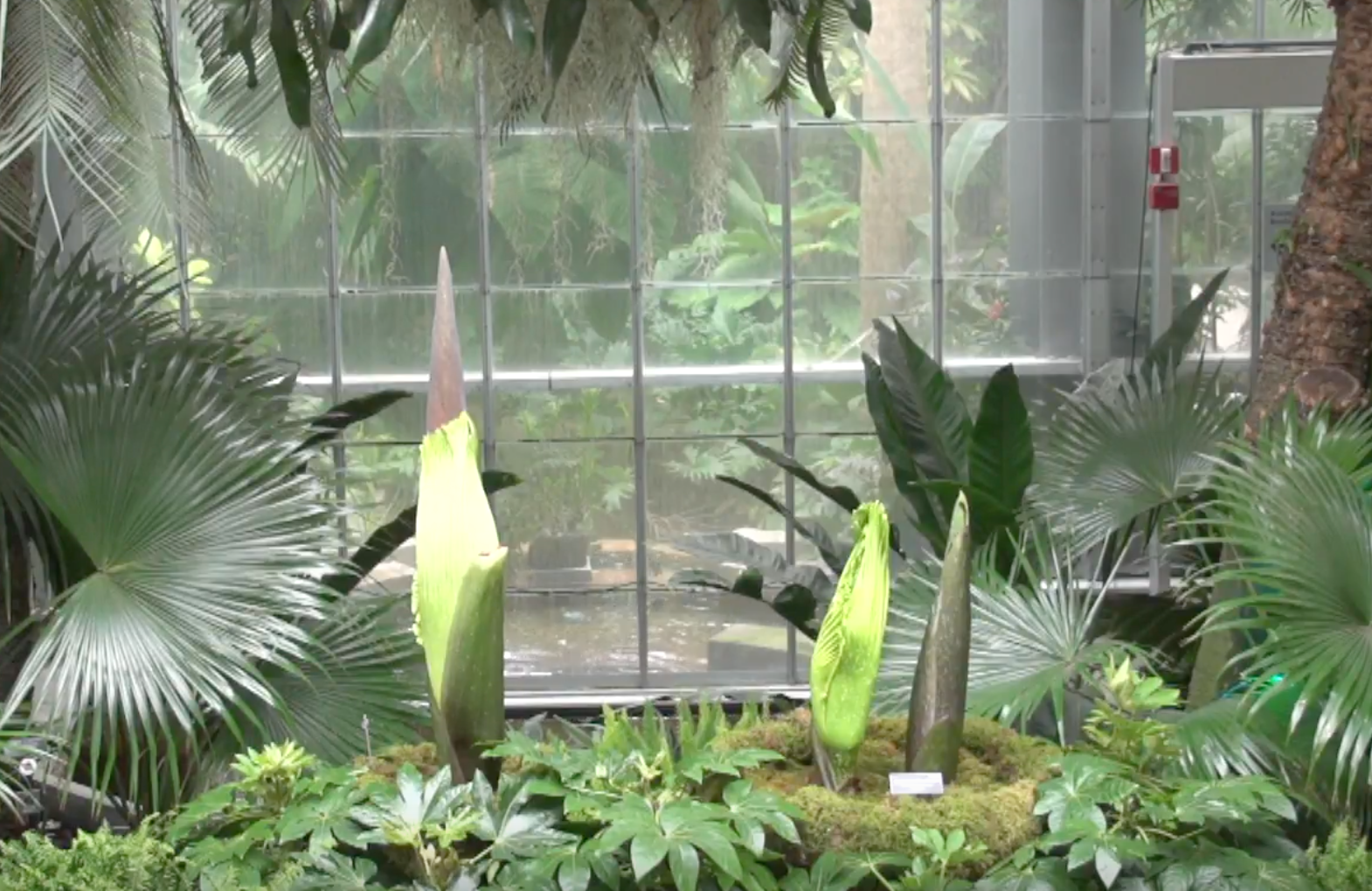 The three corpse flowers in the United States Botanic Garden Conservatory, on August 11.