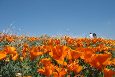 Five Flower Fields that Transform Spring into a Surreal Wonderland