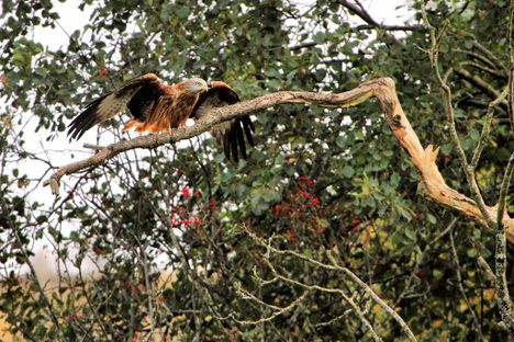Scottish Birds Continue Stealing Large Amounts of Underwear