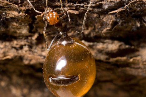 A honeypot ant in Arizona.