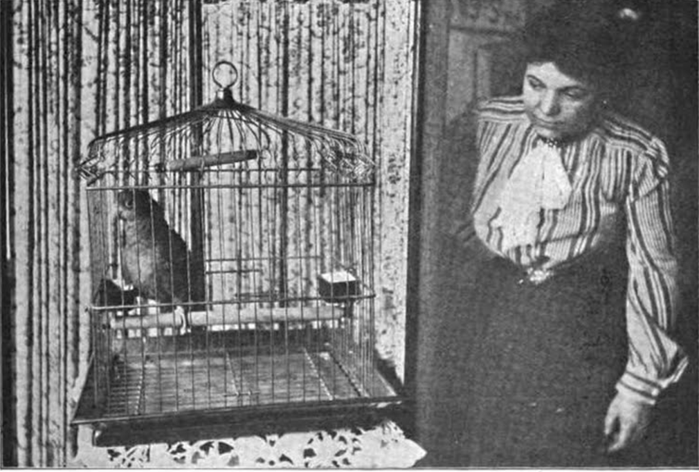 Mrs. Hope with a parrot. <em>The Strand Magazine</em>, 1903.