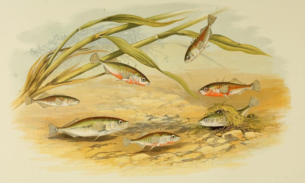 The Surprising Diversity Among Schools of Fish