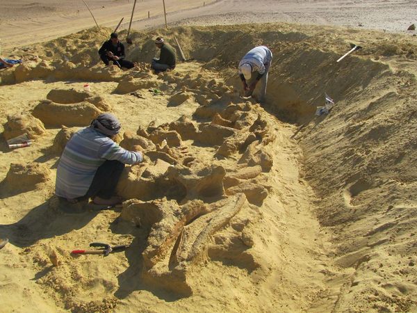 FOUND: An Ancient Whale Fossil With a Smaller Whale Inside - Atlas Obscura