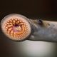 Behold the lamprey. Note its spirals of teeth, perfect for sucking blood.