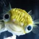 I am a fish profile photo