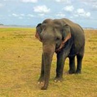 Profile image for srilanka