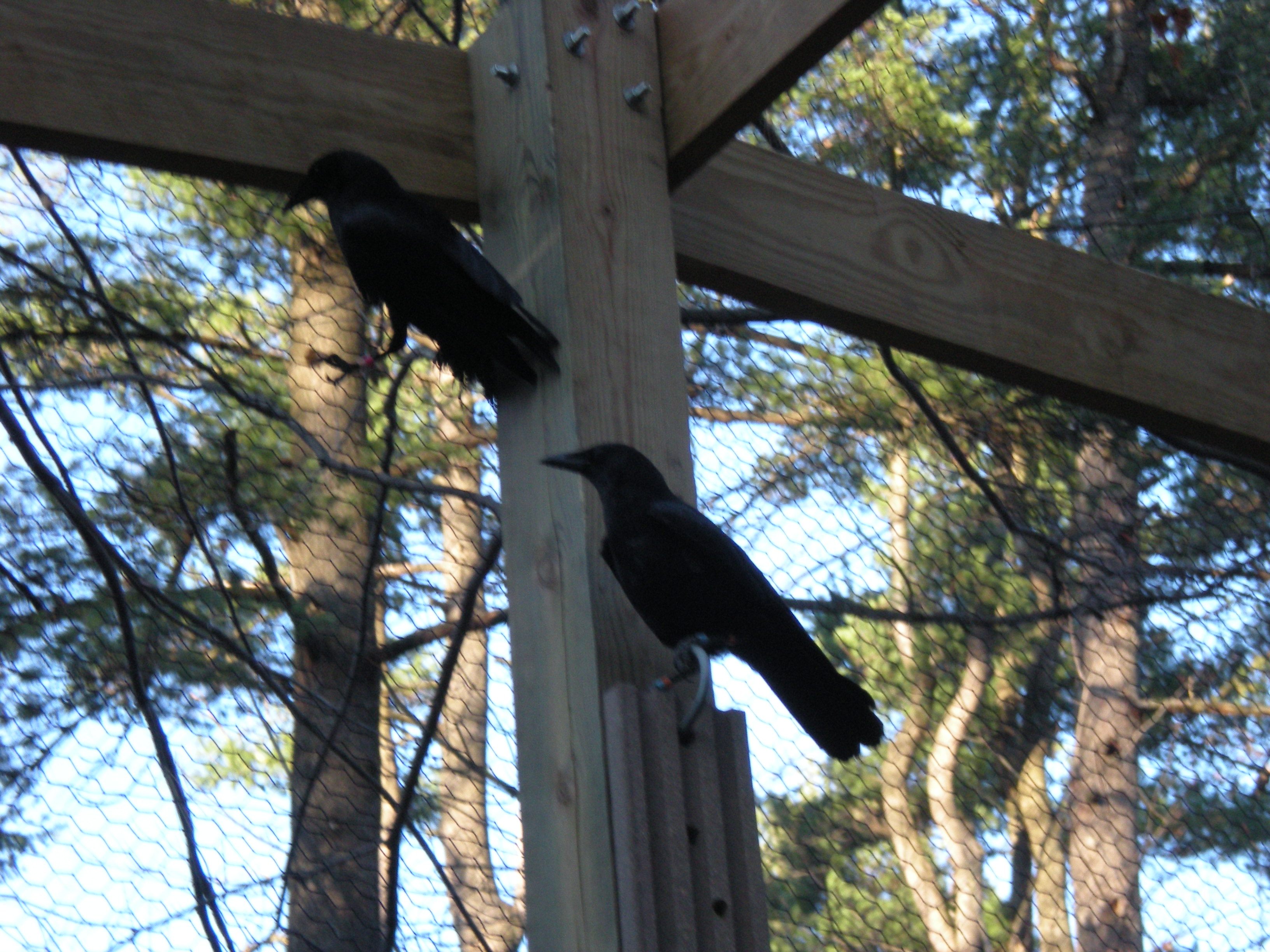 Nugget (left) up on a high perch with her enclosure-mate Beatrice.