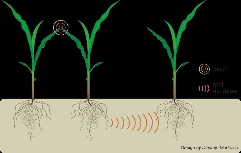 An illustration of above ground communication leading to below ground illustration.